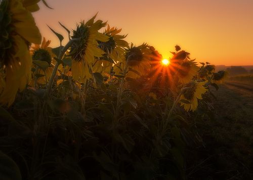 Солнцепоклонники