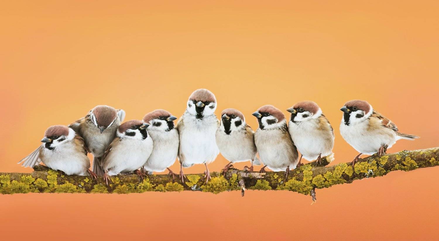 воробьи, Наталья