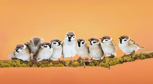 сельские посиделки