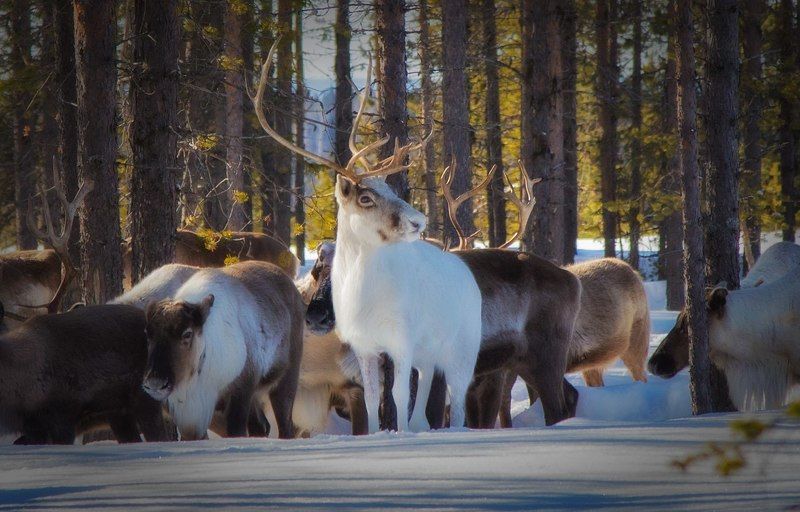 север,природа,олени,зима,краски,печора,коми,олень,животные Так вот какой ты Северный олень :-))) фото превью