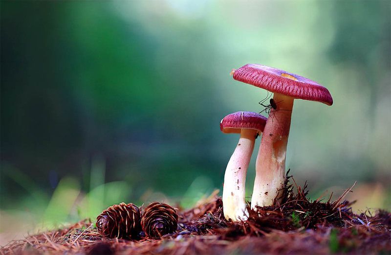 грибы, пара, красный, красивый, лес, мох, деревья, растения, природа, осень, фон, зеленый, коричневый, красивый, листва, пасмурно . Под розовым  зонтом. фото превью