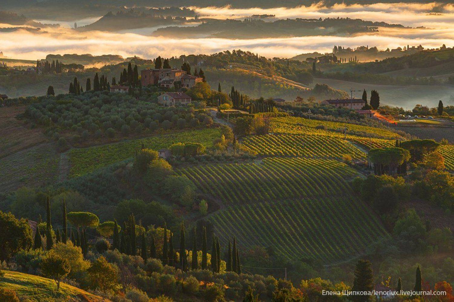 , Щипкова Елена