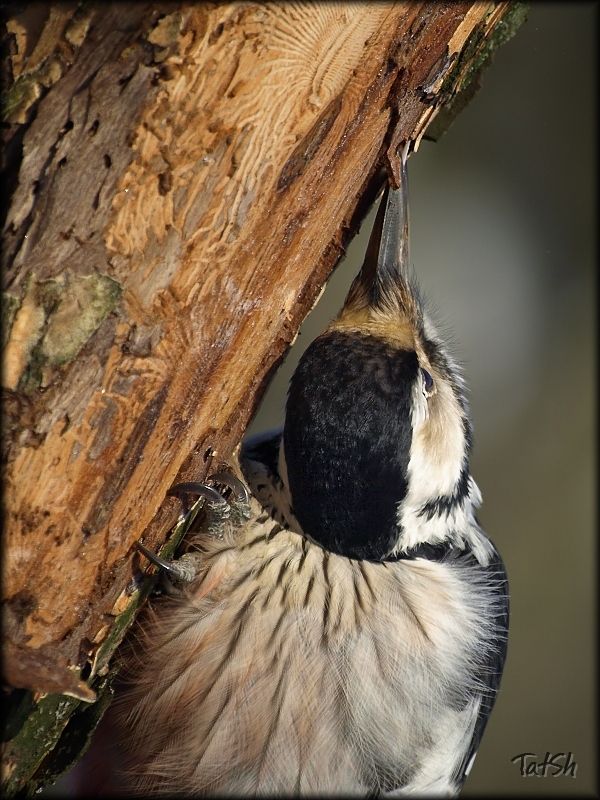 Белоспинный дятел, Dendrocopos leucotos, москва, битцевский лесопарк, зима, январь, мороз, фауна, птицы россии, птицы Девушка за работой фото превью
