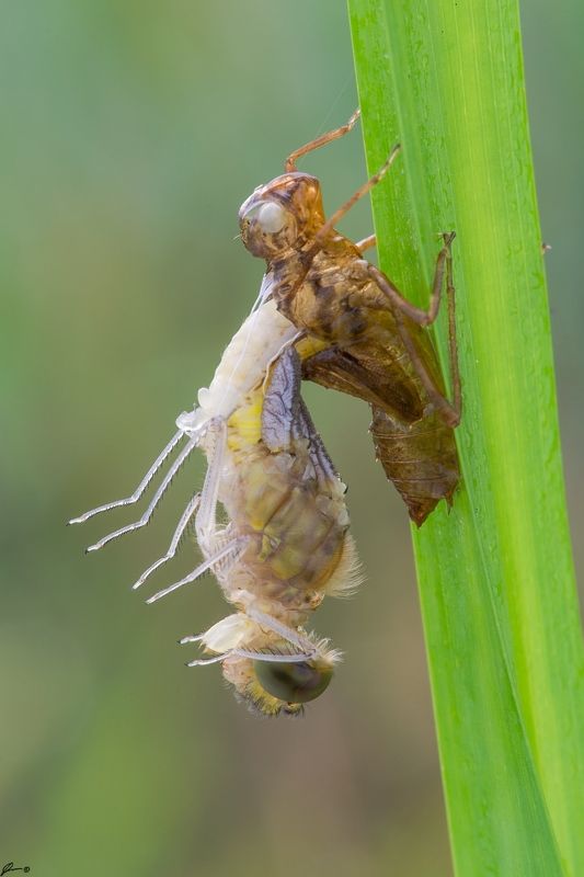 macro, makro, wild, wildlife, dragonfly, nature, insect Cordulia aenea фото превью