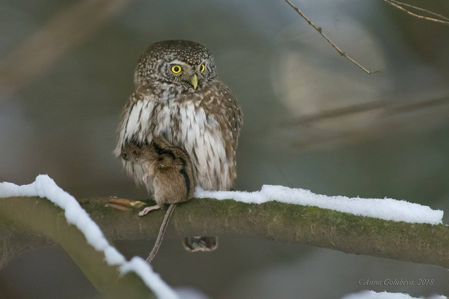 птицы, природа, сыч, eurasian pygmy-owl, glaucidium passerinum, воробьиный сыч, зима, январь, 2018, москва, гбс, Анна Голубева
