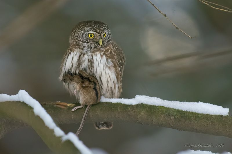 птицы, природа, сыч, eurasian pygmy-owl, glaucidium passerinum, воробьиный сыч, зима, январь, 2018, москва, гбс Удачная охота! фото превью