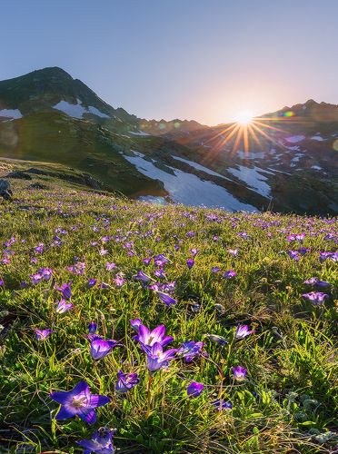 На альпийских лугах