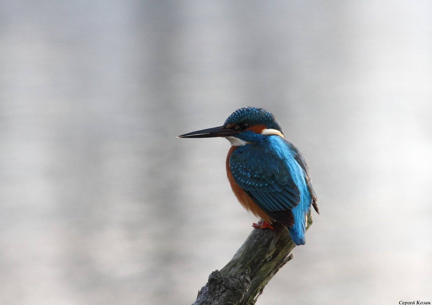 зимородок, Сергей Козак