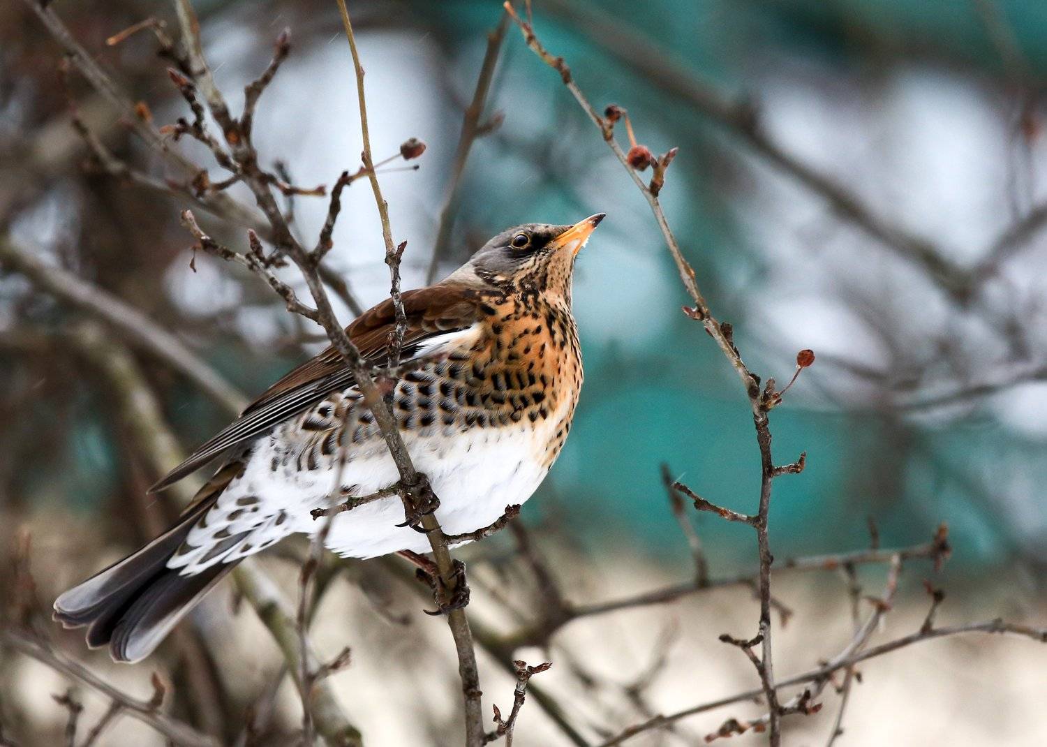 , Сергей Корнильев