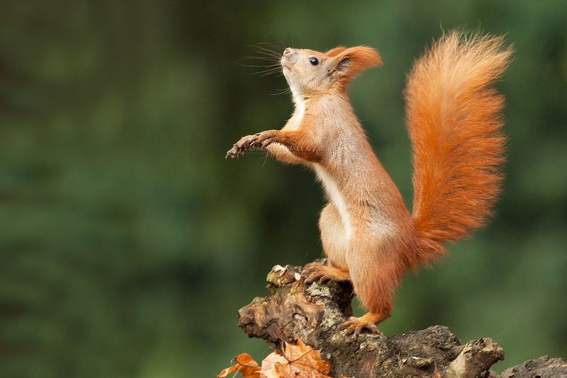 squirell, wildlife, forest, autumn, poland, hide, orange, colours, dance, mammal Dancing Queen фото превью