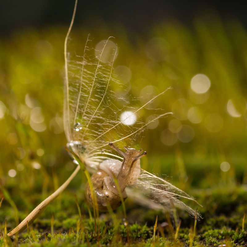 капля, макро, боке, улитка, мох, цветение В мире цветущего мха фото превью