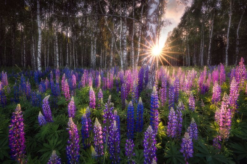 poland, podlasie, sky, clouds, woods, flowers, lupine, sunset, birch, trees, sunstar Lupine fields... фото превью