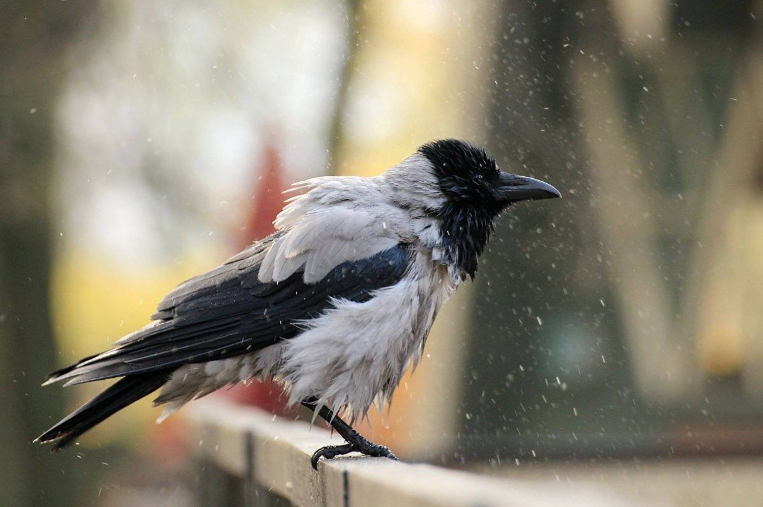 птицы, ворона, брызги, Шруб (Беляева) Татьяна