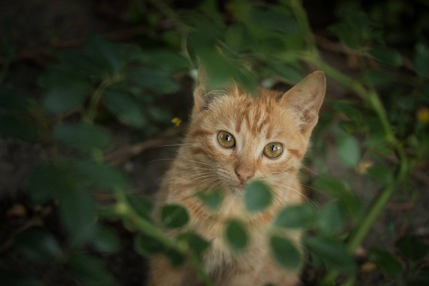 , Бистра Стоименова