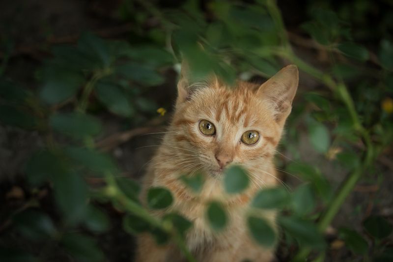 When you do a creative portrait of your cat with the macro lens фото превью