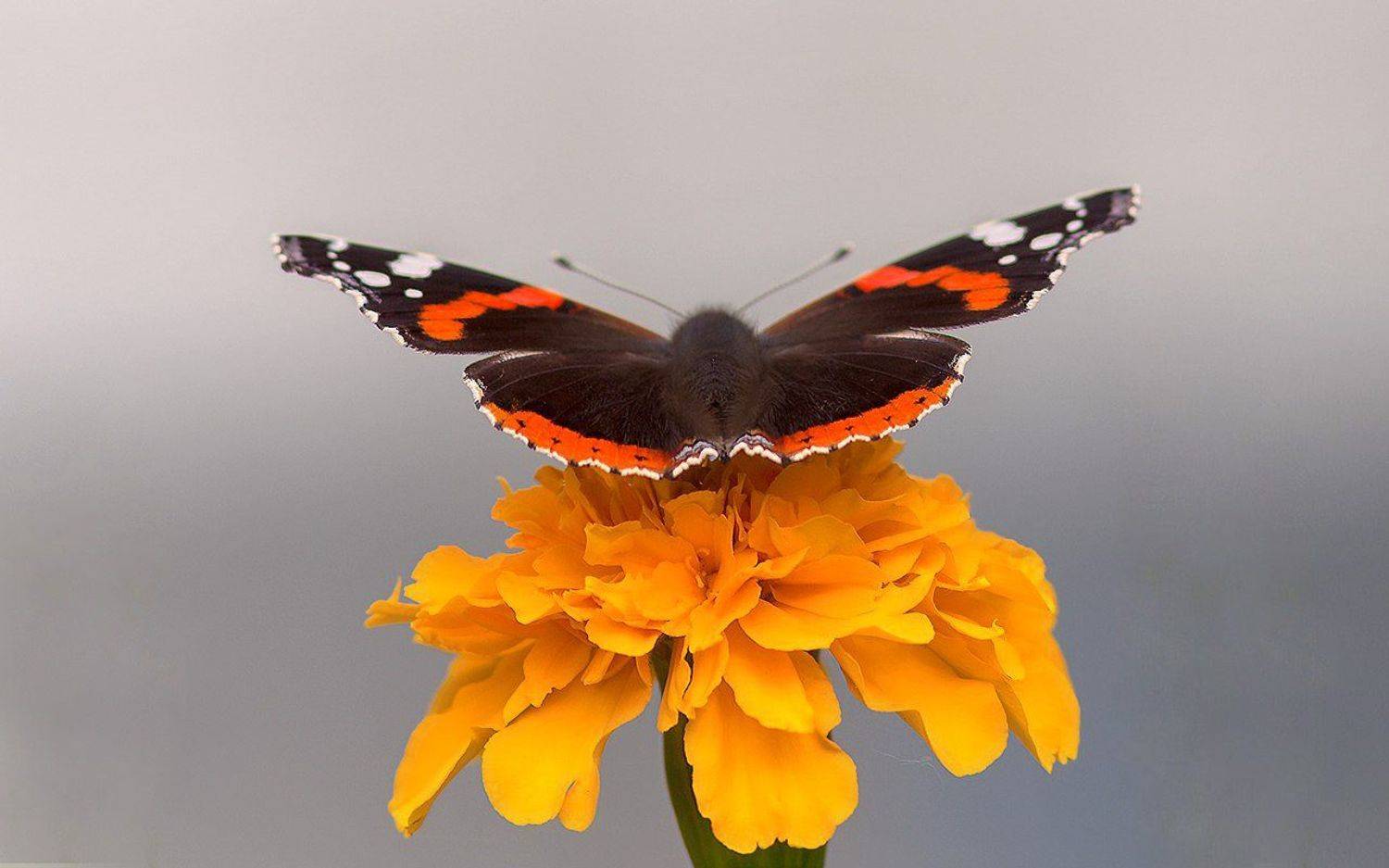 минимализм,насекомые,бабочки,природа,север,краски,печора,север,коми, Триер Игорь