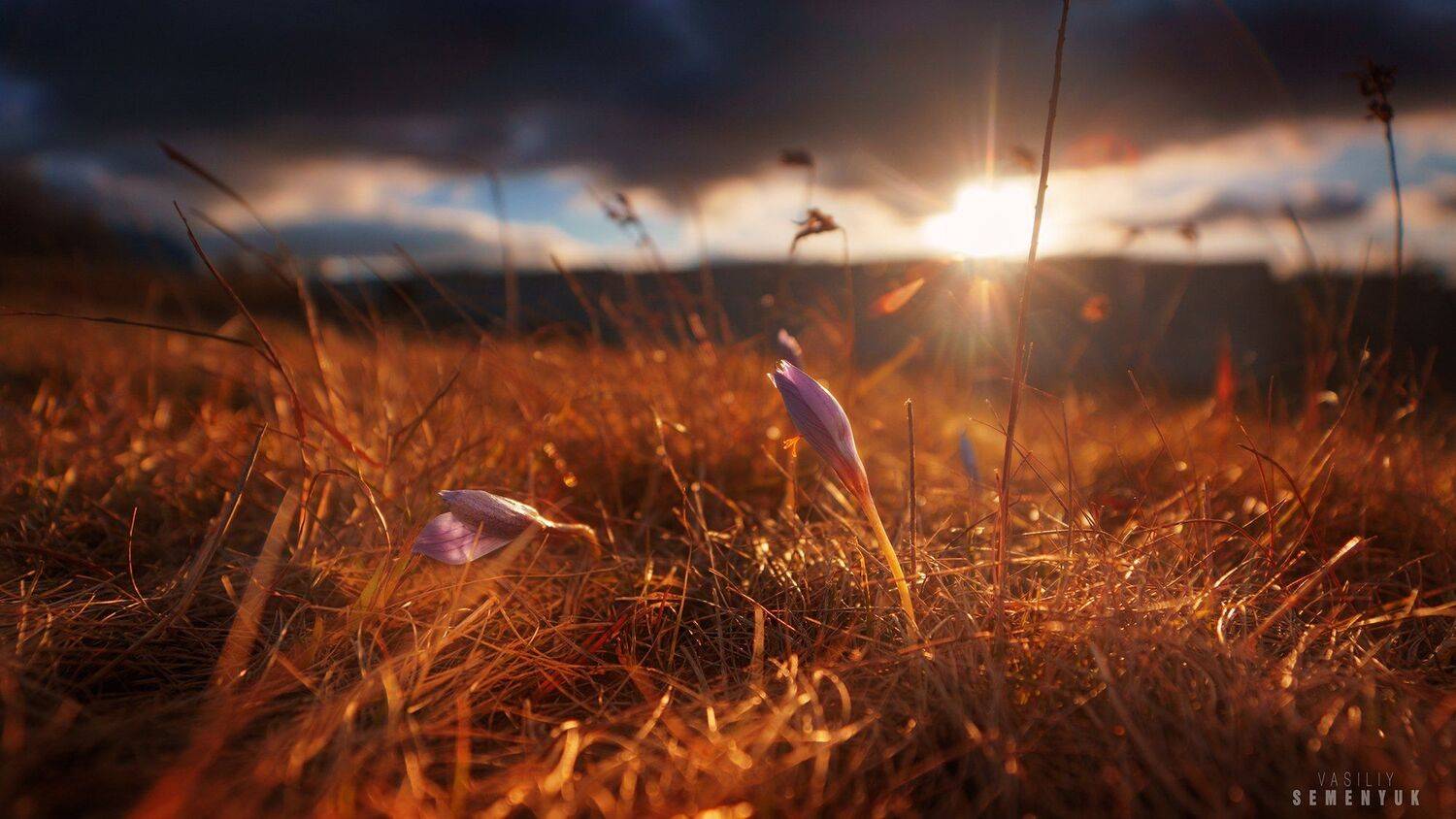 крым, закат, чатыр-даг, крокусы, осень., Семенюк Василий