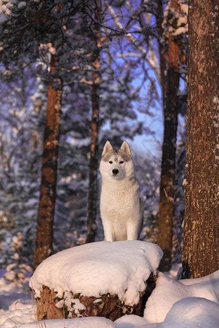 , Андрей Ершов