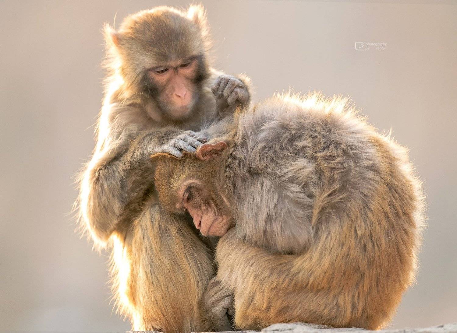 猴 monkey, 御风 任飞