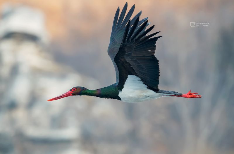 黒鹳 美丽 фото превью