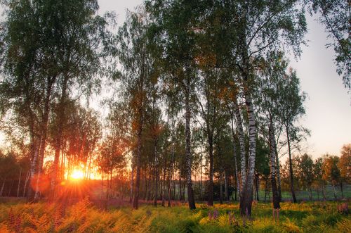 В березовой роще