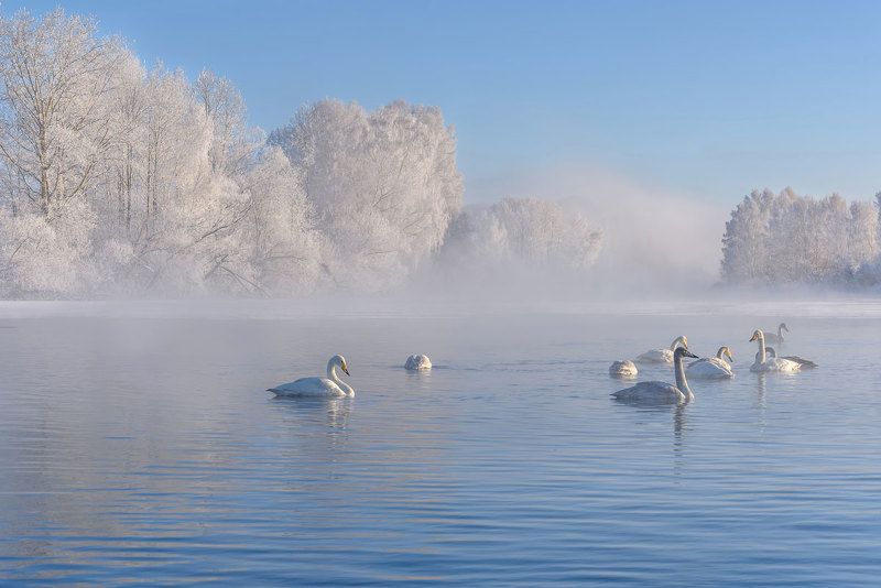 лебеди, зима, зимовка, алтай, лебединое, swans, winter, wintering, altai Лебединое фото превью