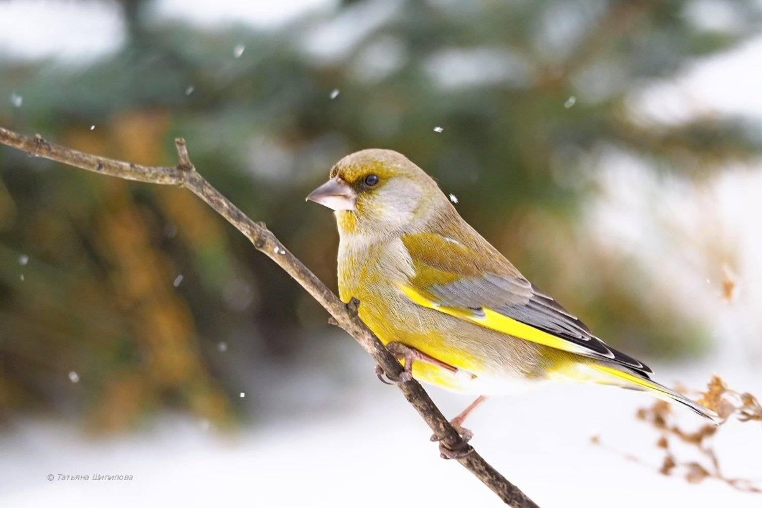 carduelis chloris, зима, зеленушка, январь, мороз, снег, московская область, обыкновенная зеленушка, природа, птицы, птицы россии, фауна, Шипилова Татьяна