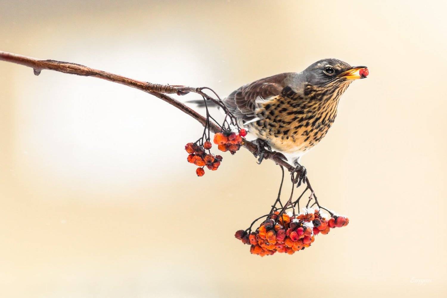animals, berries, bird, breakfast, eating, Fieldfare, Kharkiv, show, sorbus, Turdus pilaris, Ukraine, winter, Emyan