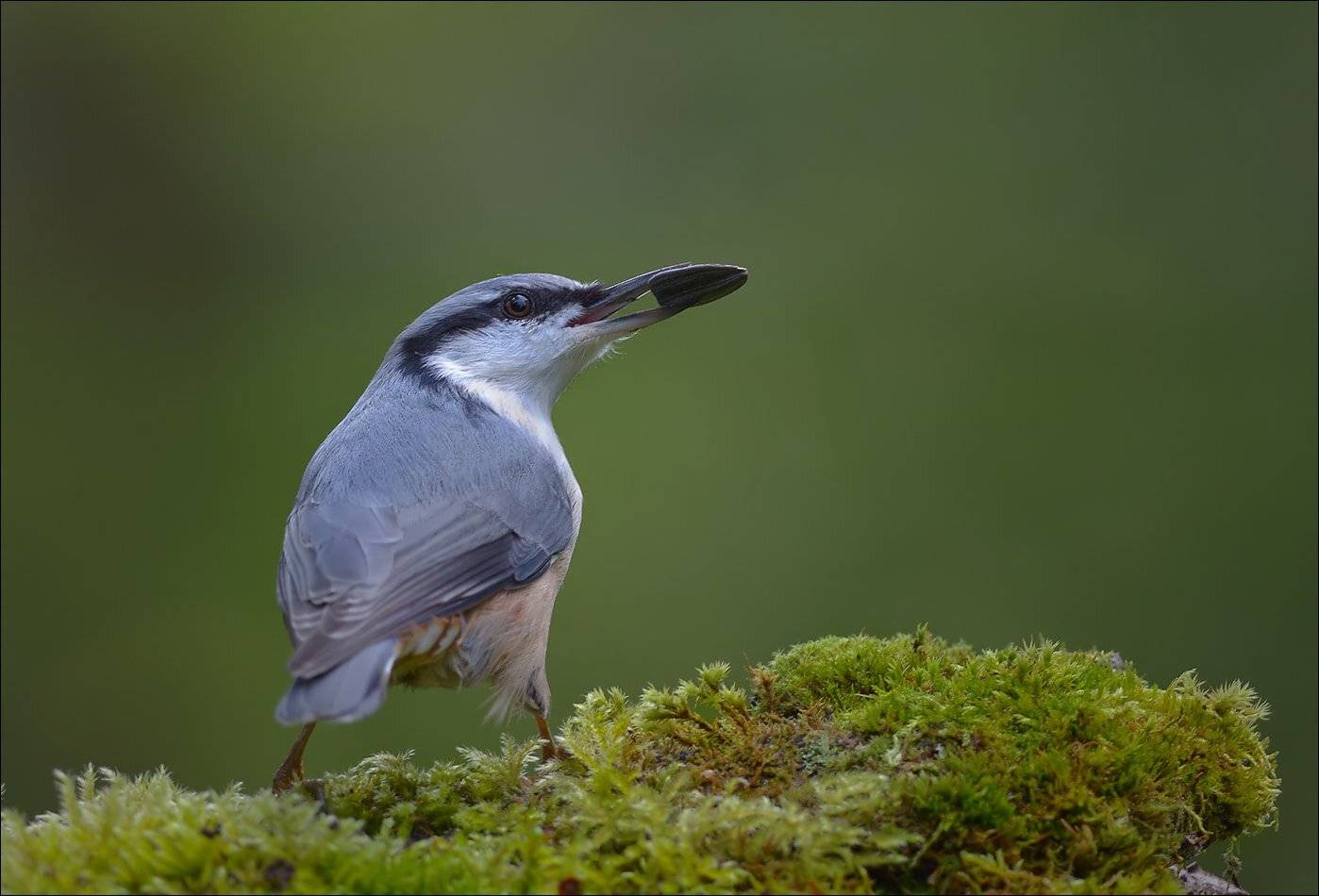 поползень, Андрей Медведев