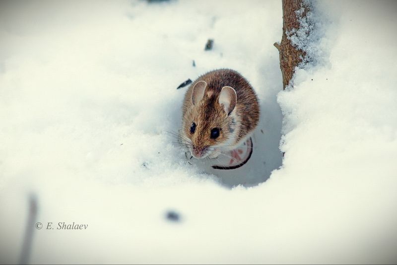 зима,мышь,apodemus uralensis,mammals,mouse,лесная мышь \