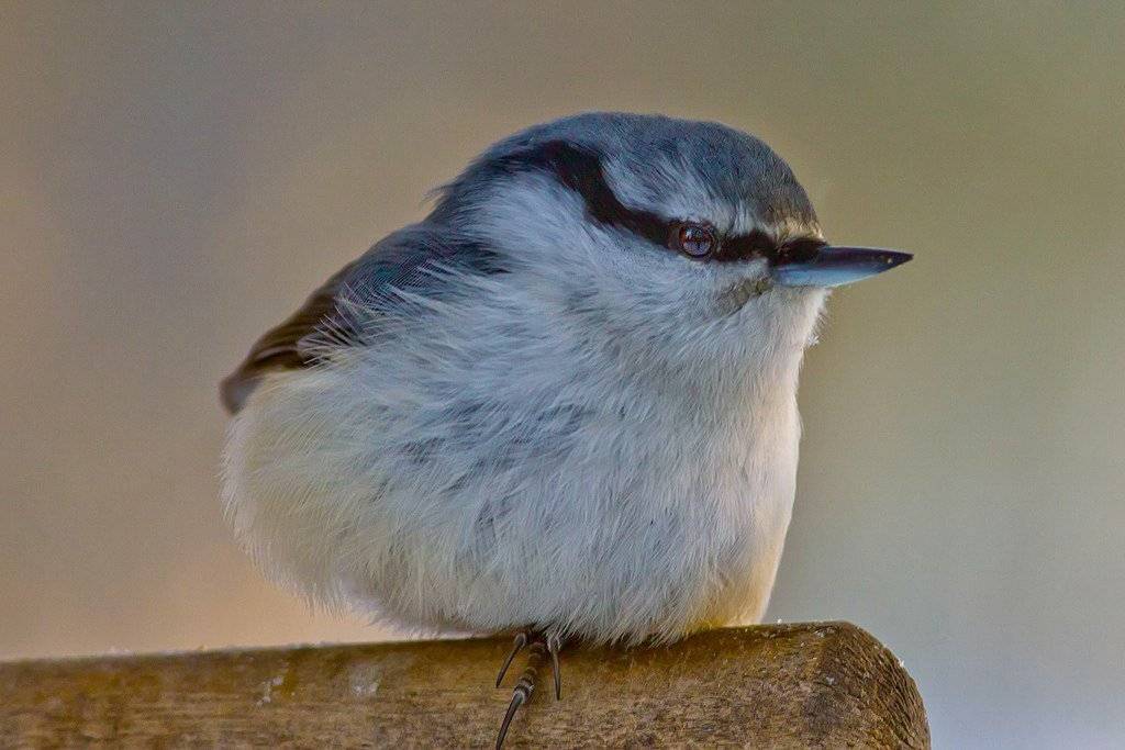 птицы,север,печора,коми,анималистика,поползни,поползень,природа,фауна,, Триер Игорь