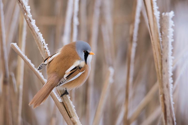Wąsatka,samczyk. фото превью