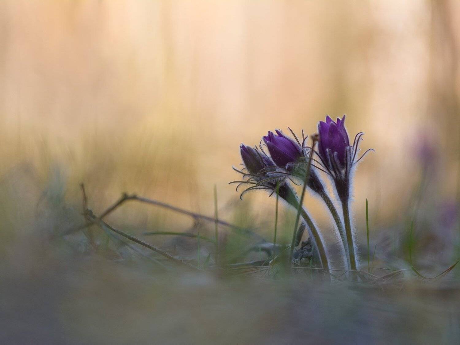 , Кузнецов Дмитрий