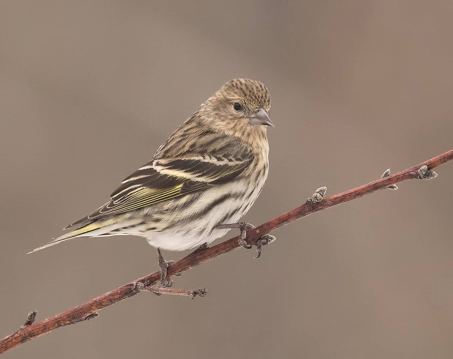 сосновый чиж, pine siskin, чиж, Elizabeth Etkind