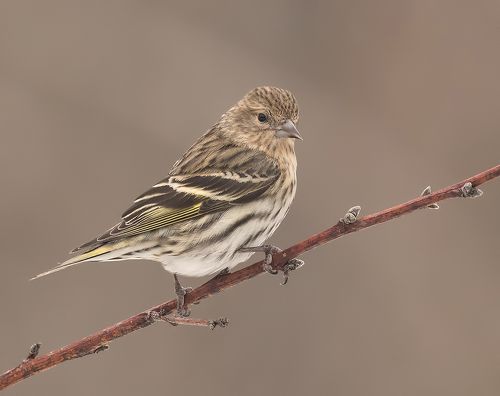Сосновый чиж -Pine Siskin