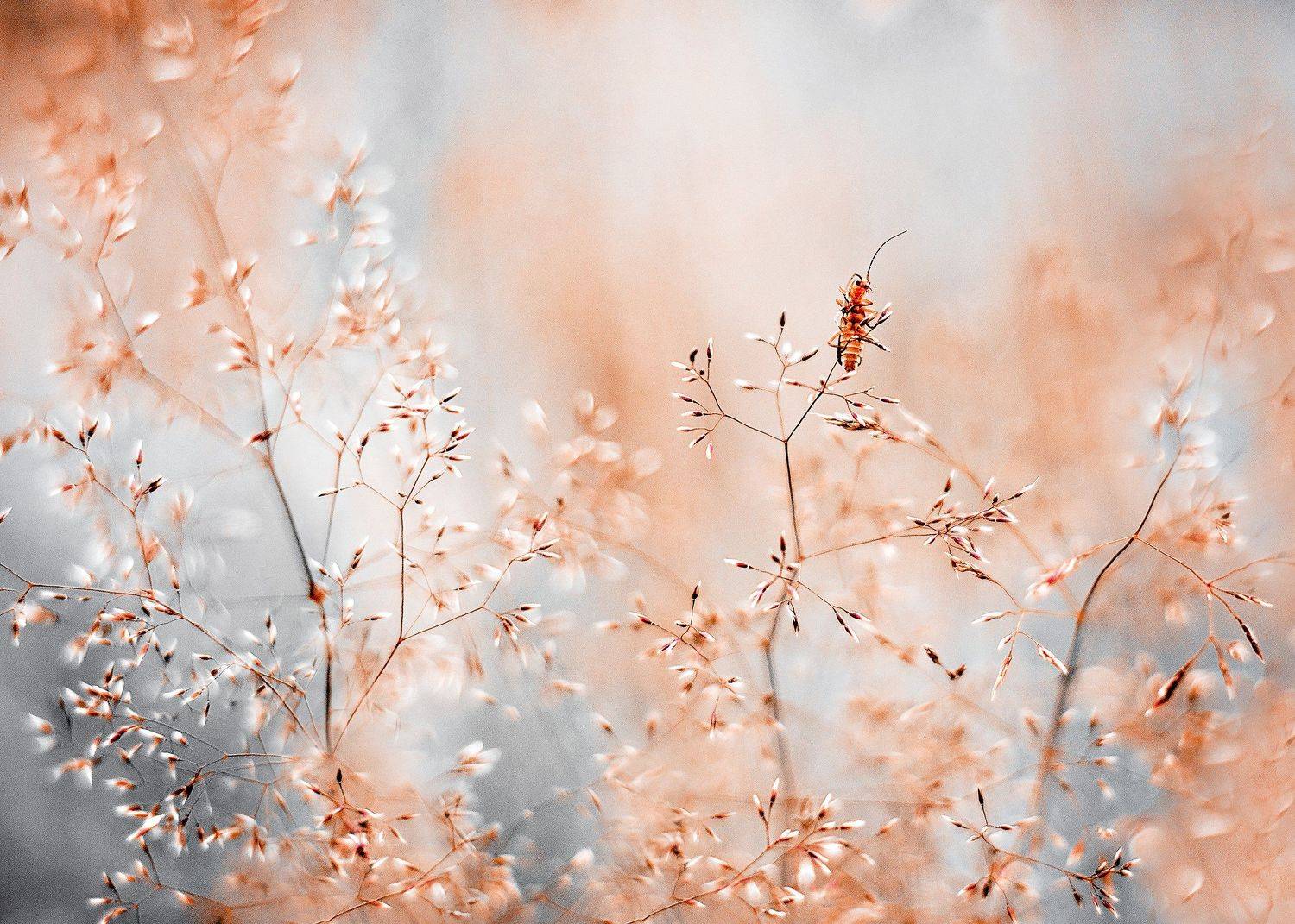 , Kristina Zvinakeviciute