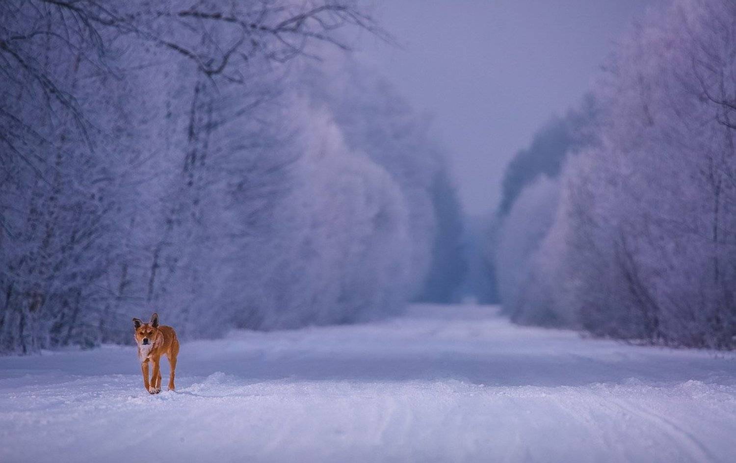 , Вячеслав Мищенко