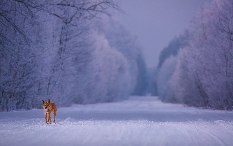 Пятьдесят оттенков свободы фото превью
