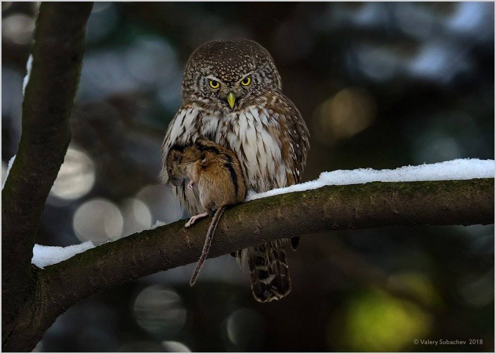 , Валерий Субачев