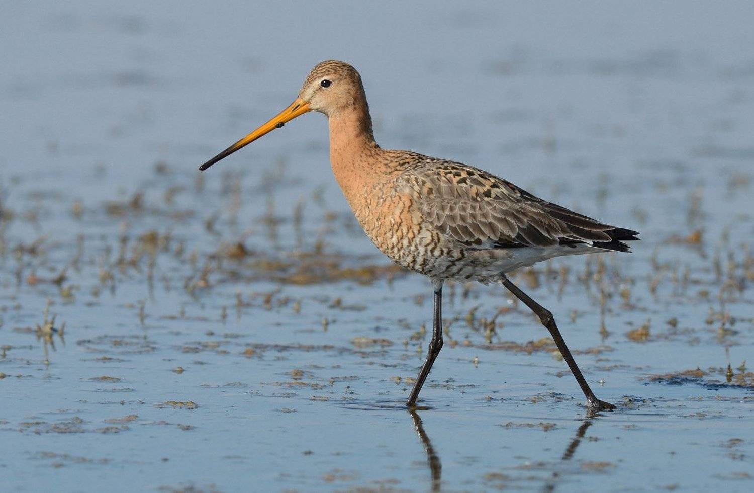 большой веретенник,шаг,болото,весна, Иван