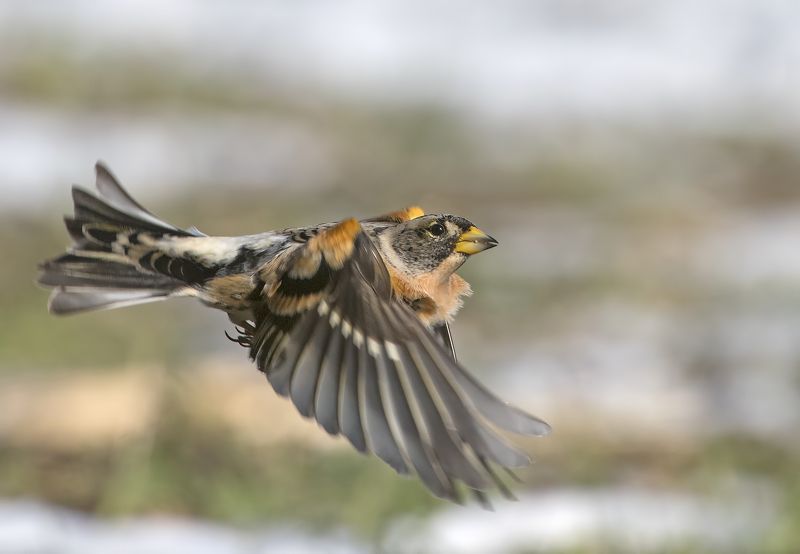 Планинска чинка  Fringilla montifringilla  фото превью
