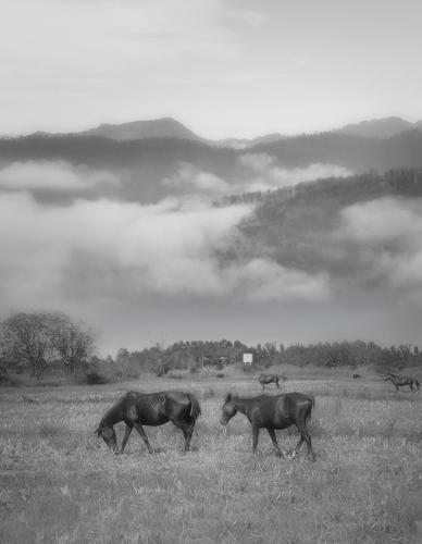 The horse is a noble animal