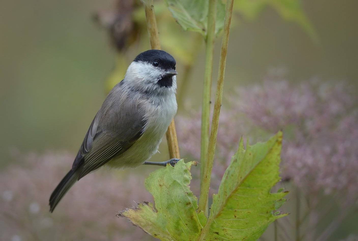 гаичка, Андрей Медведев