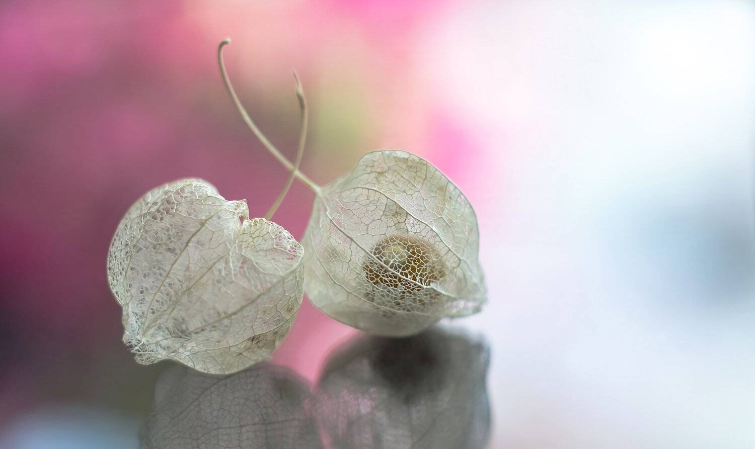 макро,фезалис,природа,растения,, Антонина