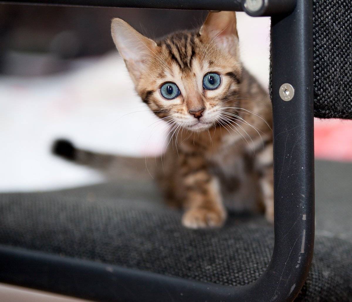 mr.filler, Николай