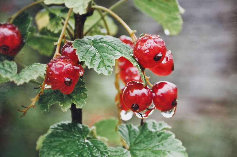 анна анка салтыкова, смородина, красный, ягоды, урожай, плоды, лето, дождь, макро, капли, вода *** фото превью