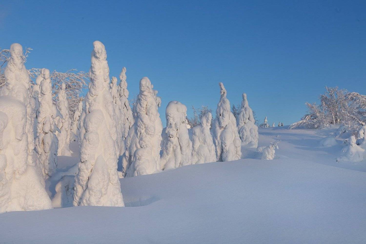 север,природа,лес,зима,краски,печора,коми,красота́ ,снег,north,nature,forest,winter,paint,pechora,komi republic,beauty ,snow, Игорь Триер