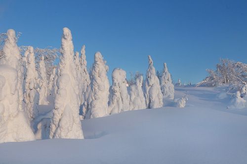 Сказочный лес