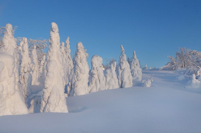 север,природа,лес,зима,краски,печора,коми,красота́ ,снег,north,nature,forest,winter,paint,pechora,komi republic,beauty ,snow Сказочный лес фото превью