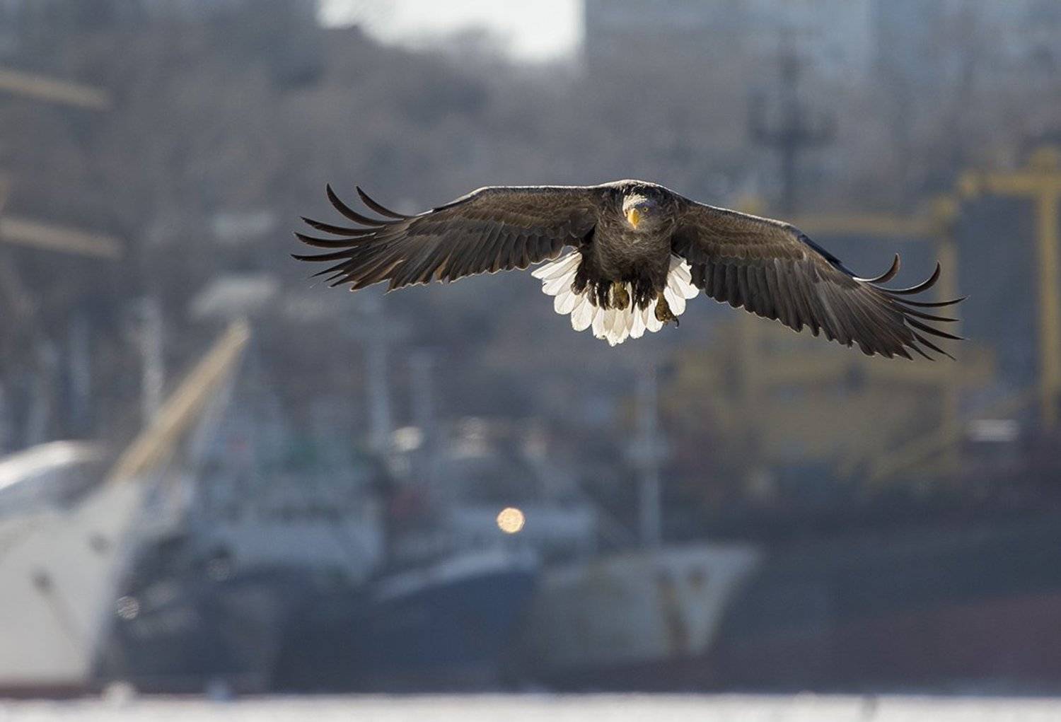 орлан белохвост владивосток, Евгений Слободской